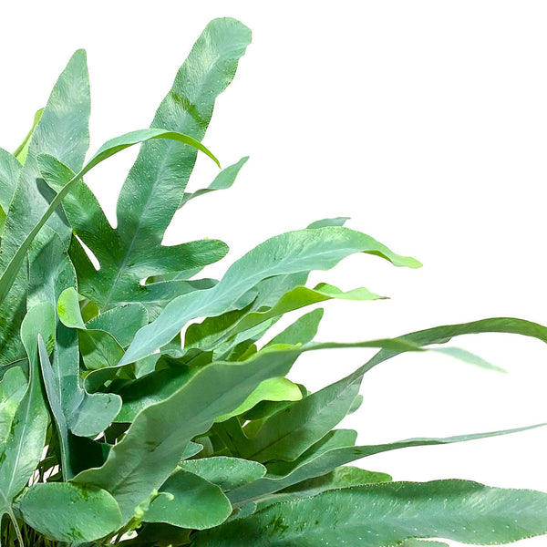 blue star fern leaf Blue Star Fern - Bristol House Plant Shop & Delivery