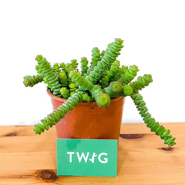 hottentot succulent Crassula Hottentot - Bristol House Plant Shop & Delivery