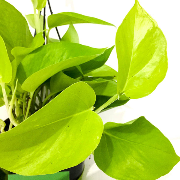 golden pothos uk Golden Pothos - Bristol House Plant Shop & Delivery