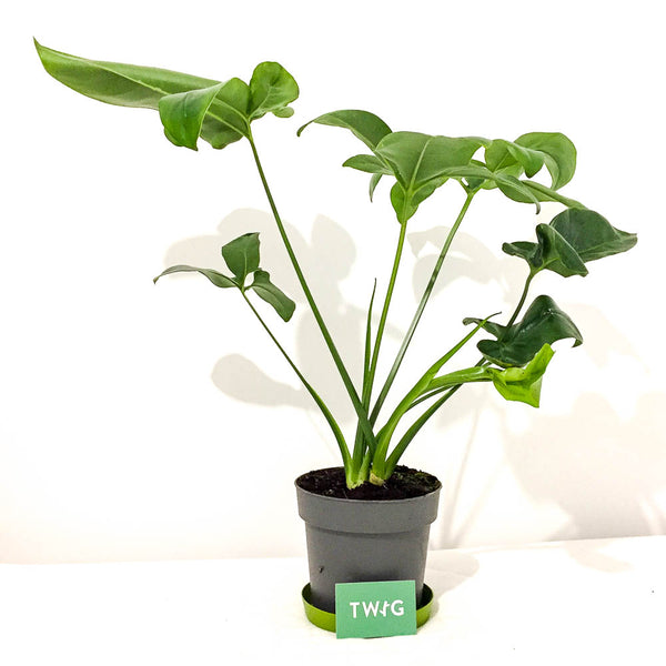 philodendron goeldii green wonder Philodendron 'Green Wonder' - Bristol House Plant Shop & Delivery