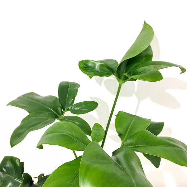 philodendron goeldii green wonder Philodendron 'Green Wonder' - Bristol House Plant Shop & Delivery