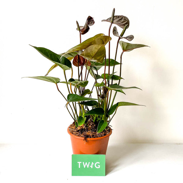 anthurium black love Anthurium Black Love - Bristol House Plant Shop & Delivery
