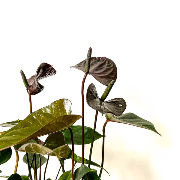 anthurium 'black love Anthurium Black Love - Bristol House Plant Shop & Delivery