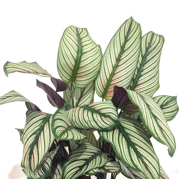 Calathea 'White star' - Bristol House Plant Shop & Delivery