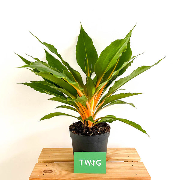chlorophytum green orange Chlorophytum Green Orange - Bristol House Plant Shop & Delivery