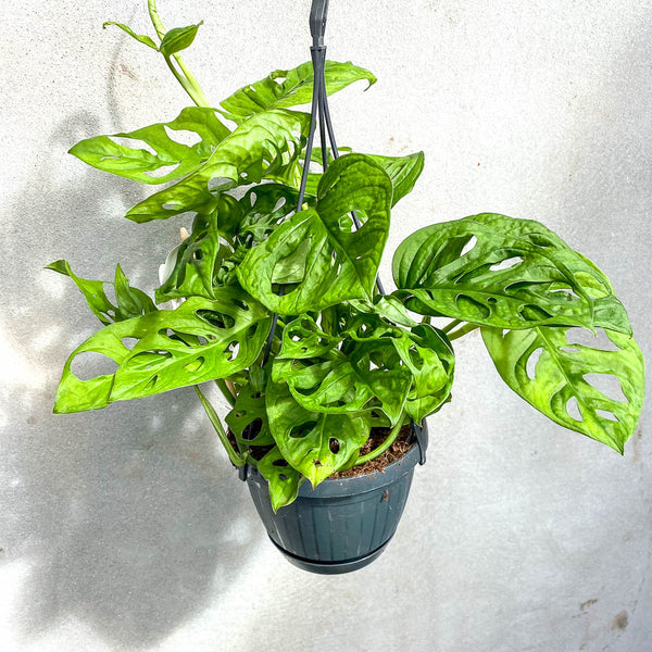 Monstera 'Monkey Mask' - Bristol House Plant Shop & Delivery