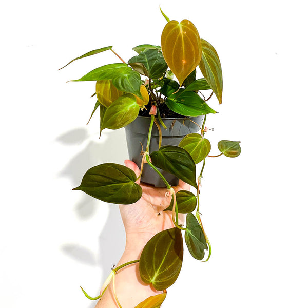 Philodendron Scandens 'micans' - Bristol House Plant Shop & Delivery