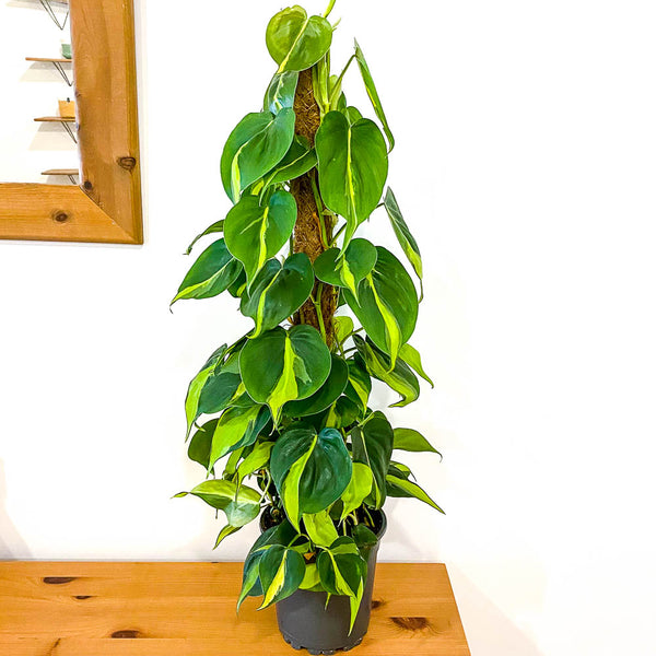 philodendron scandens medio pictum Philodendron Scandens 'Brasil' - Bristol House Plant Shop & Delivery