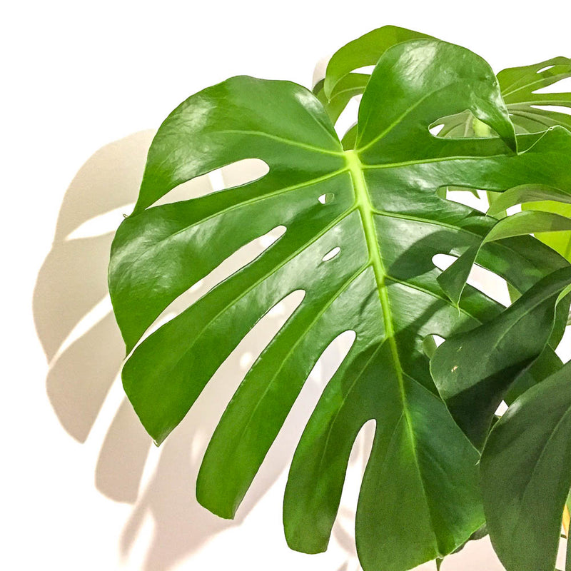 The Big Cheese - all you need to know about the Monstera Deliciosa