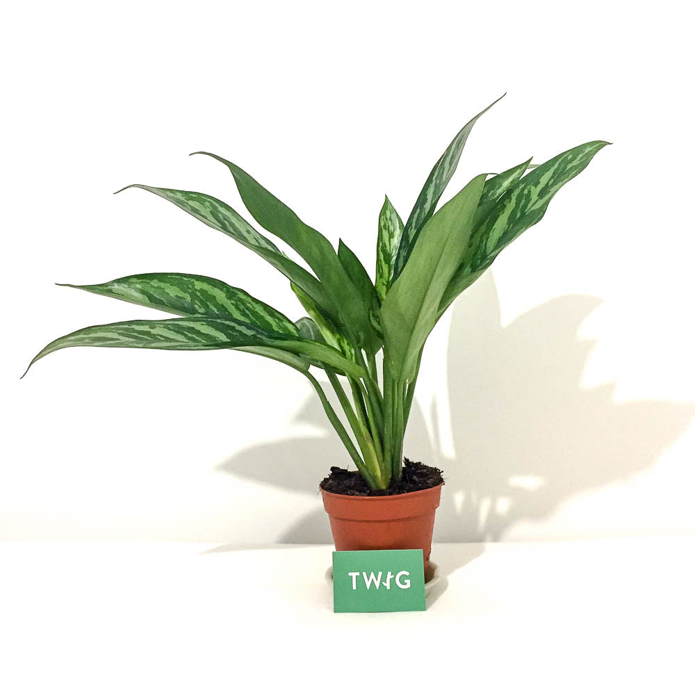 Plant - Chinese Evergreen