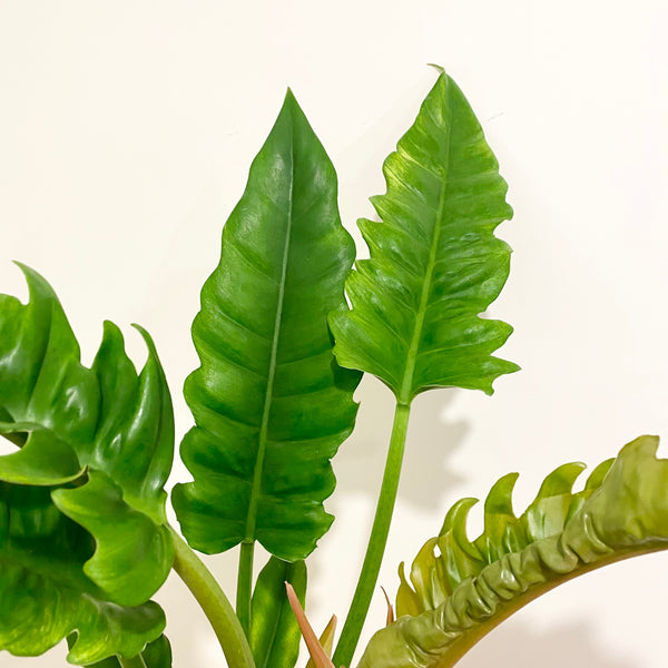 Philodendron Narrow