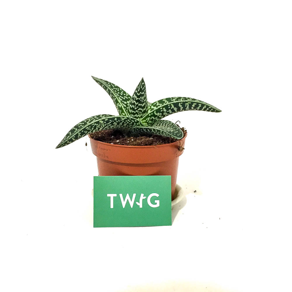 Plant - Aloe Variegata 'Magic'
