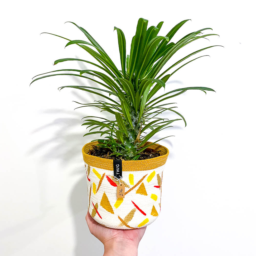 Emotional Waterfall x Twig Cotton Pot