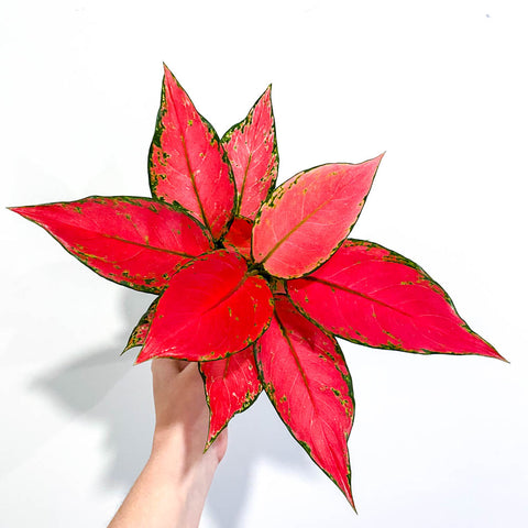 aglaonema cherry baby care Aglaonema 'Cherry Baby' - Bristol House Plant Shop & Delivery
