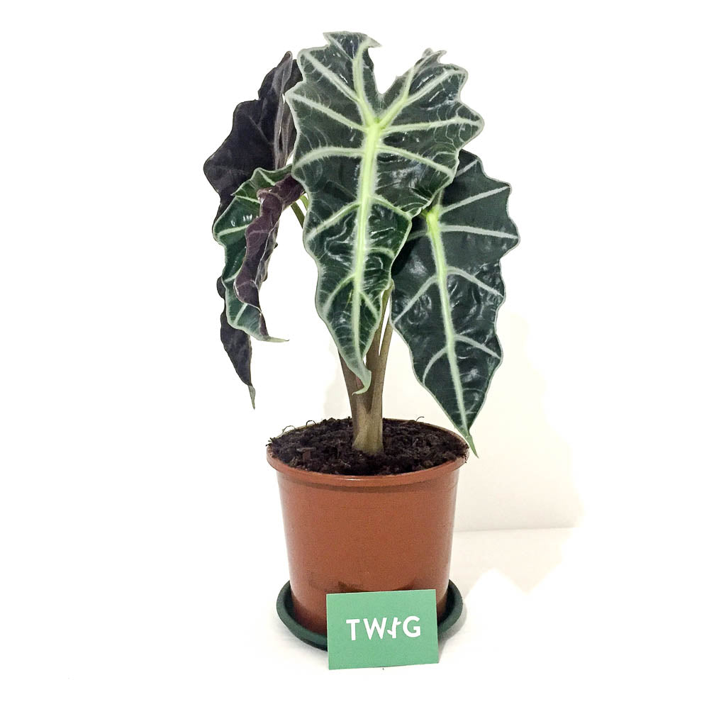 Plant - Alocasia 'African Mask'