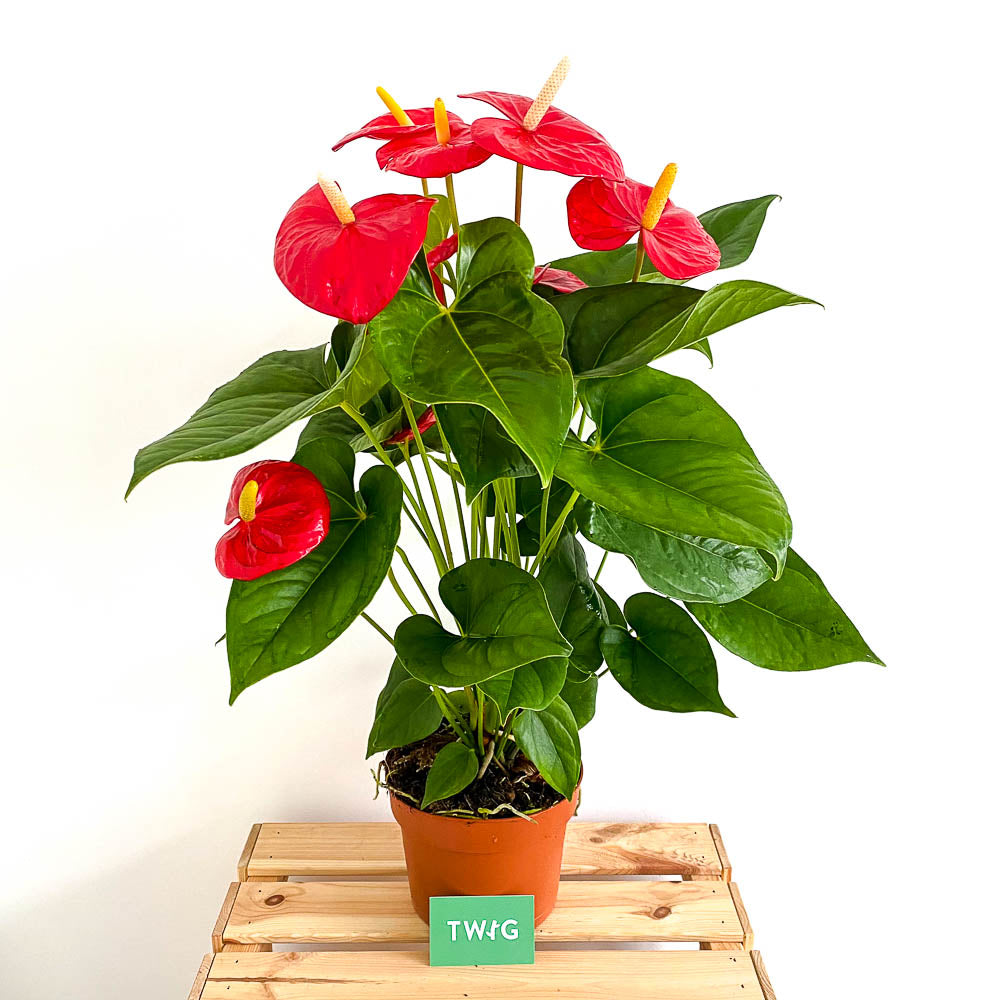 Plant - Anthurium 'Aloha Red'