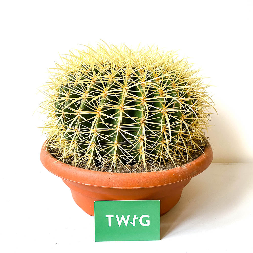 Plant - Golden Barrel Cactus
