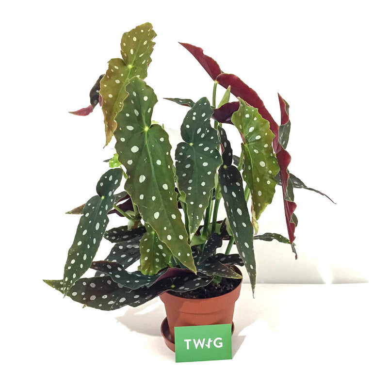 Plant - Begonia Maculata