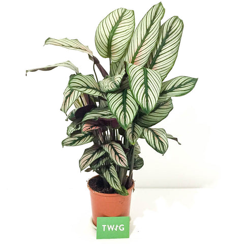 Calathea 'White star' - Bristol House Plant Shop & Delivery