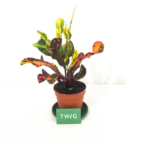 croton mammy australia Croton Mammy - Bristol House Plant Shop & Delivery