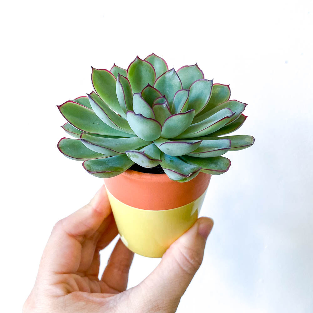 Echeveria in ceramic pots