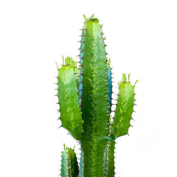 Euphorbia Acrurensis
