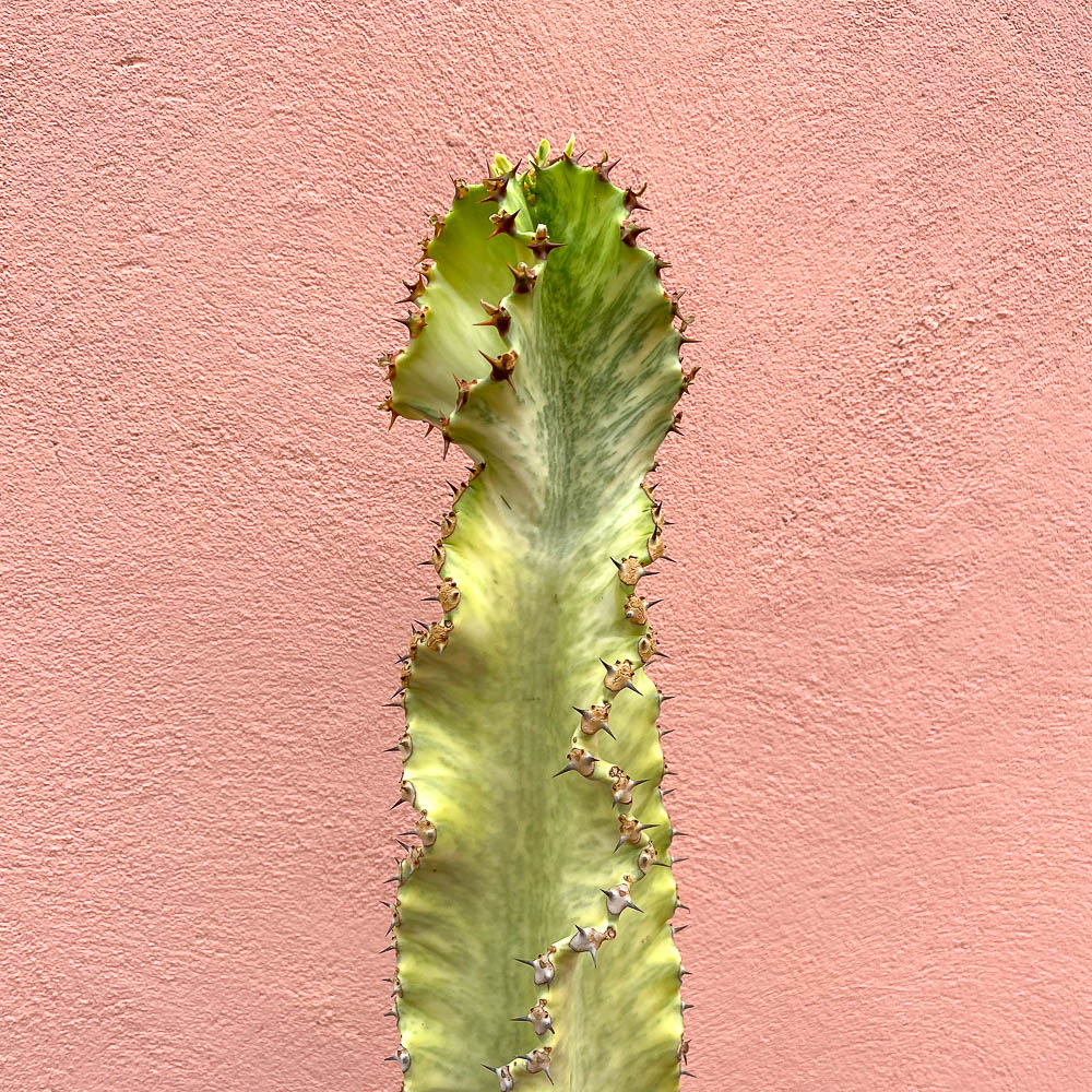 Euphorbia 'Ghost'