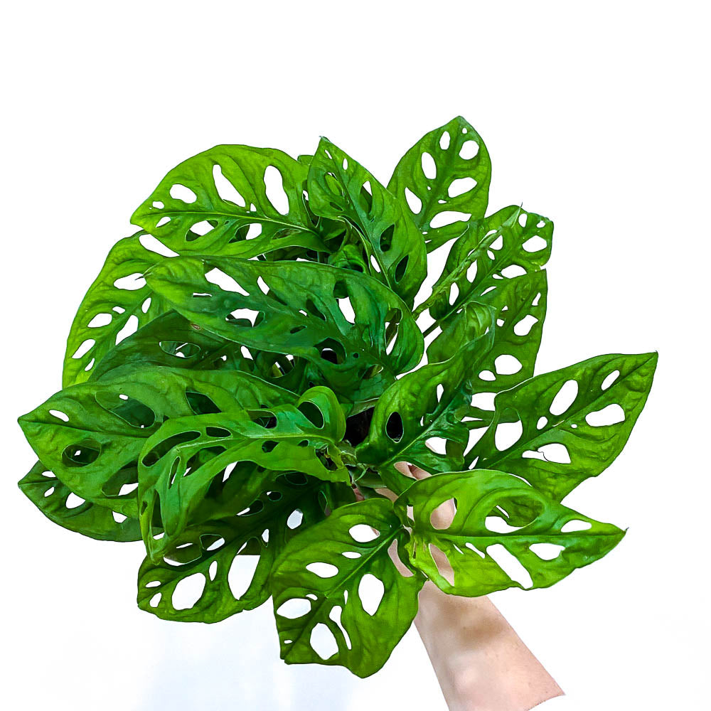 Plant - Monstera Obliqa