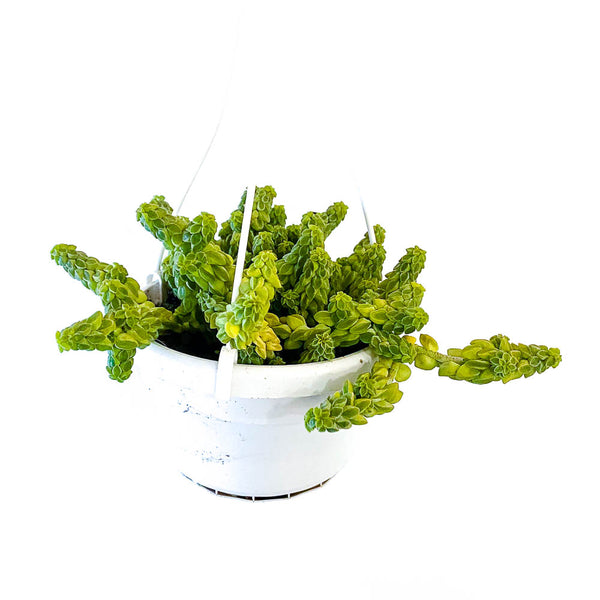 Peperomia Columnella