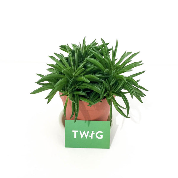 Plant - Peperomia Happy Bean
