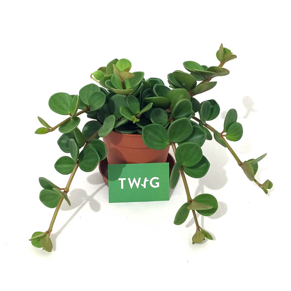 Peperomia 'Hope'
