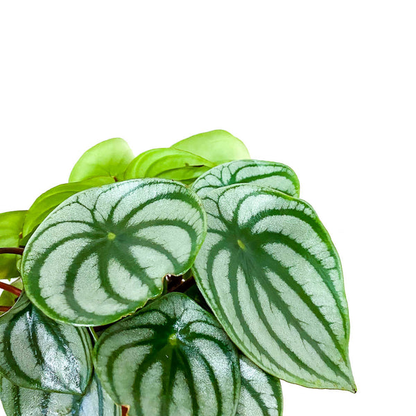 Plant - Peperomia Watermelon