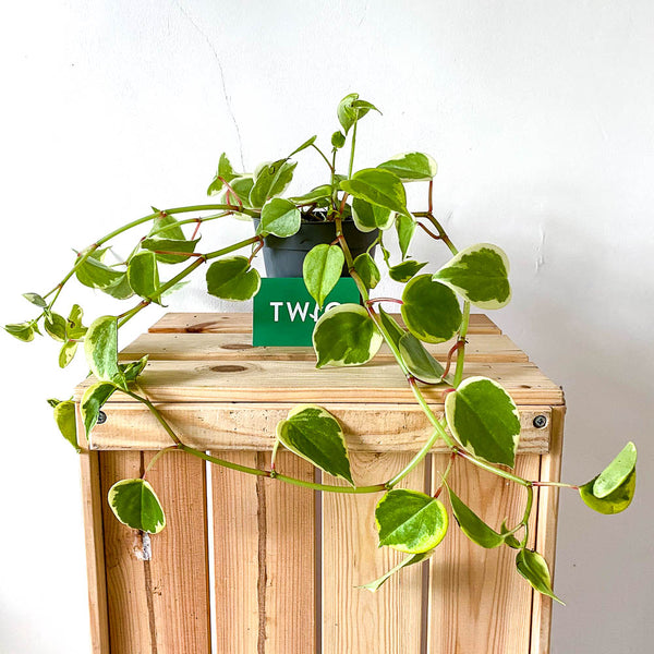 Peperomia Scandens 'variegated'