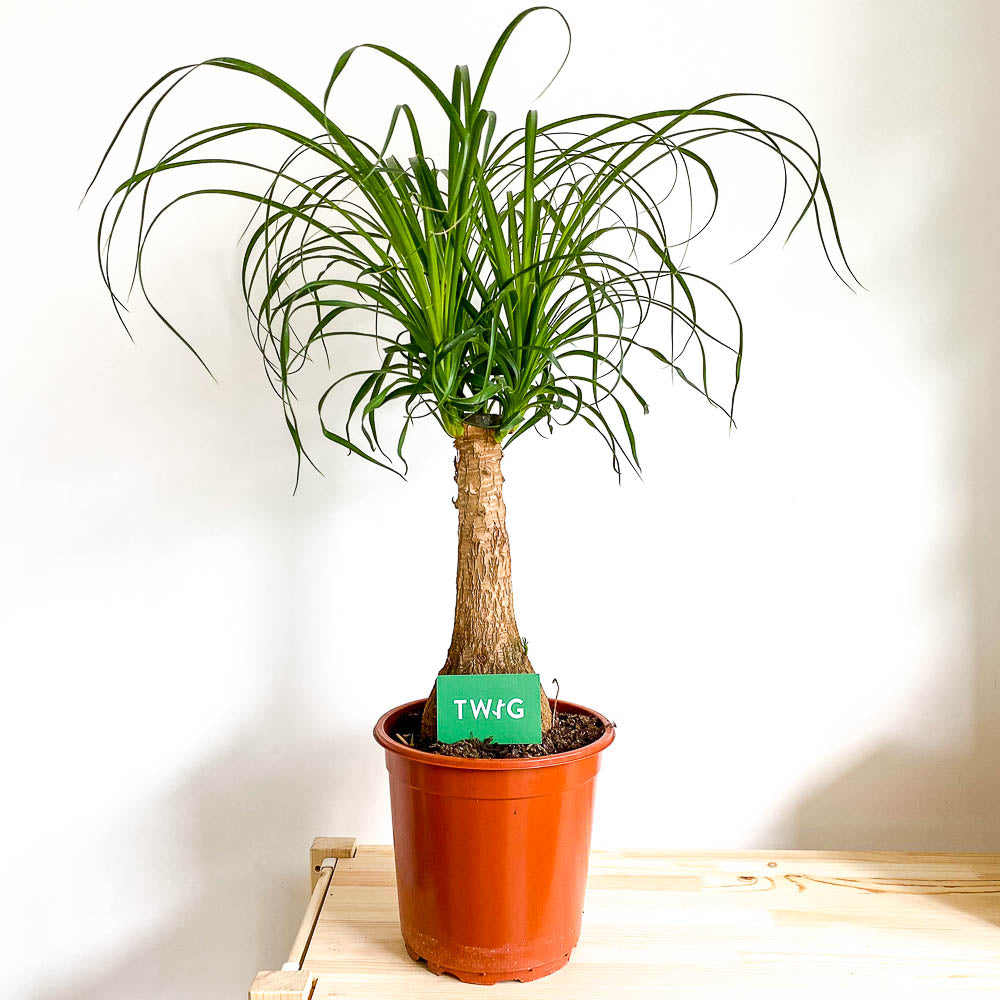 Plant - Ponytail Palm