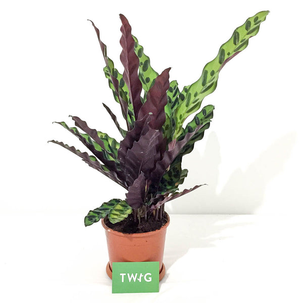 Calathea Rattlesnake - Bristol House Plant Shop & Delivery - Twig Plants