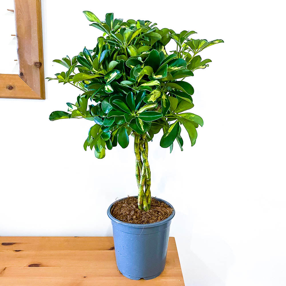 Schefflera Gold Capella - Bristol House Plant Shop & Delivery - Twig Plants
