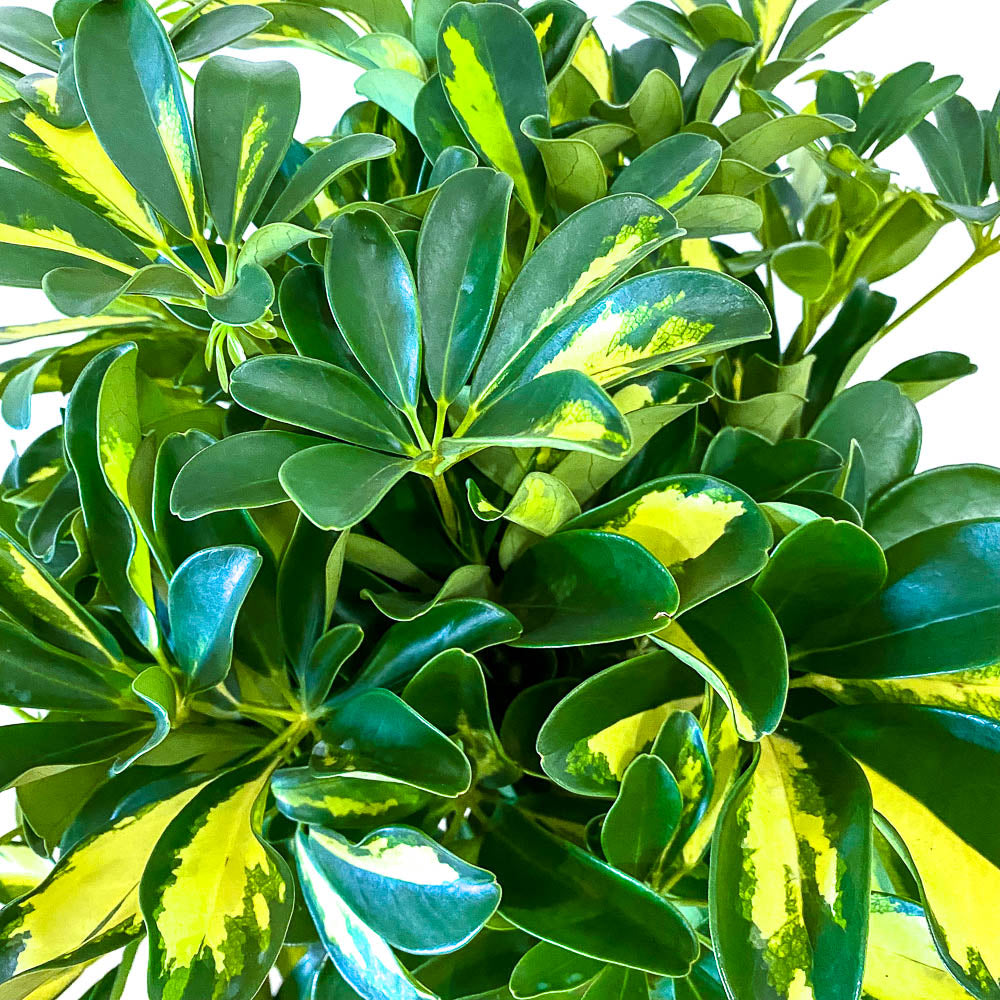 Schefflera Gold Capella - Bristol House Plant Shop & Delivery - Twig Plants