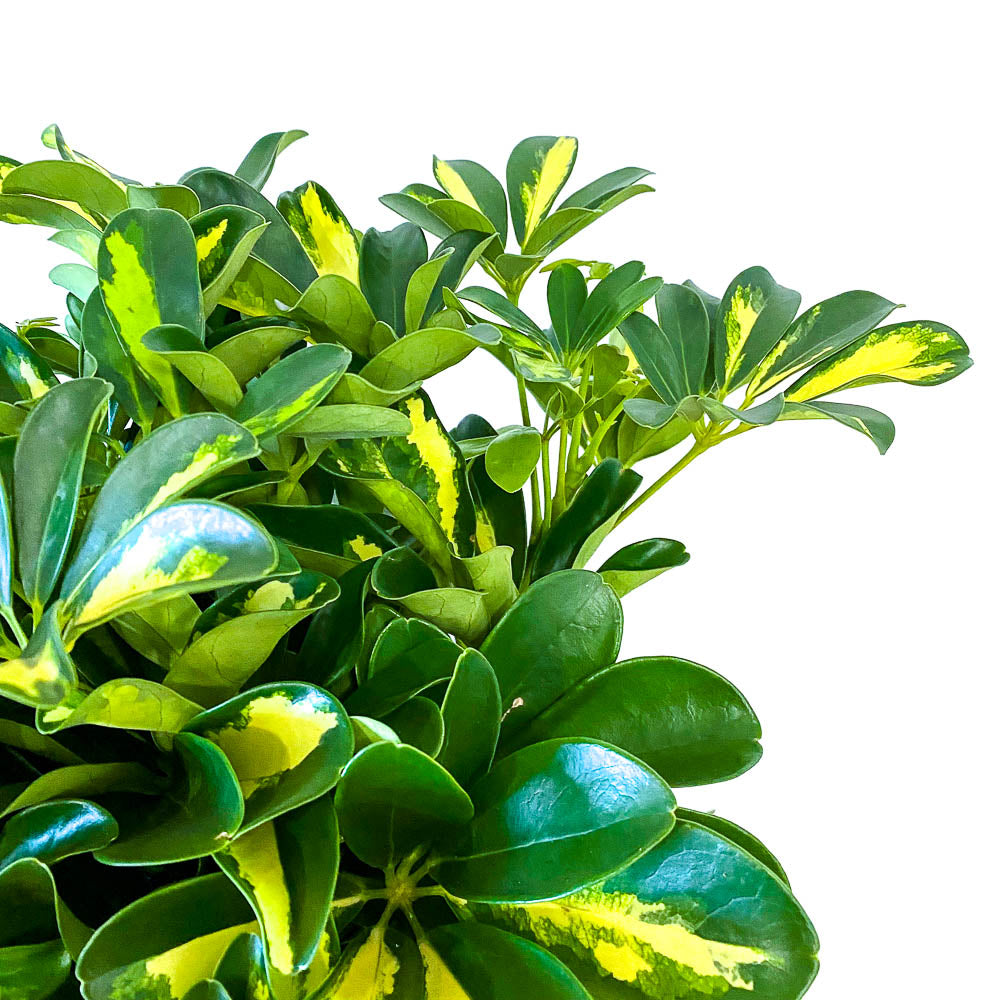 Schefflera Gold Capella - Bristol House Plant Shop & Delivery - Twig Plants