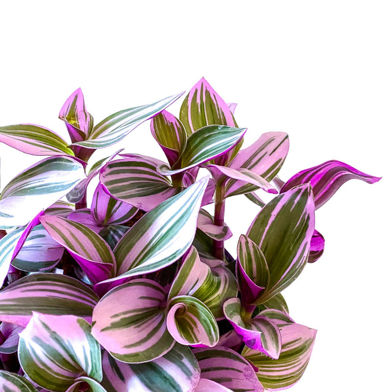 Tradescantia nanouk